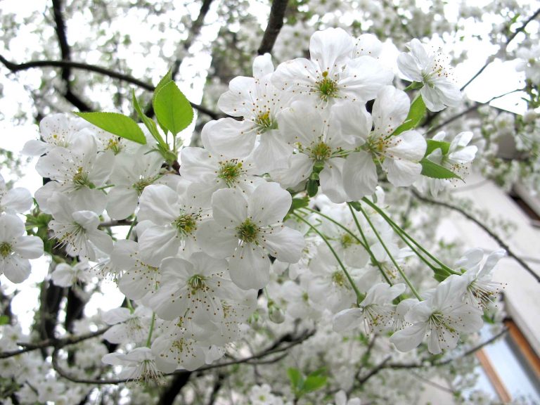 Coldiretti Veneto chiede apertura dei garden (consegne a domicilio e giardini) o risarcimenti