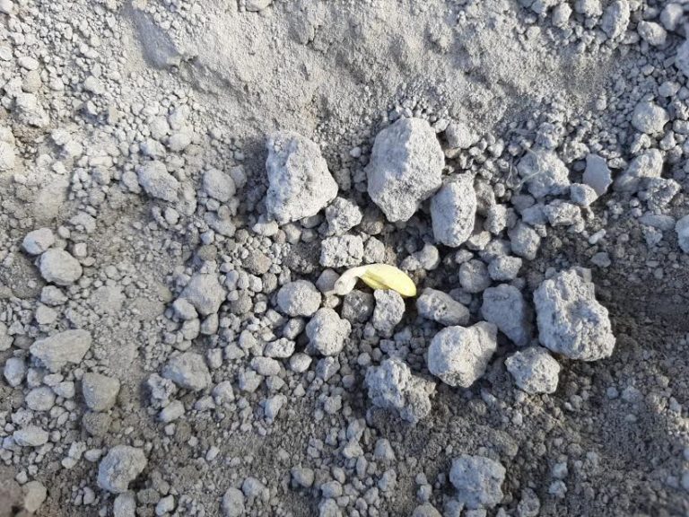 Cambiamenti climatici, la siccità nella bassa padovana danneggia i campi di soia