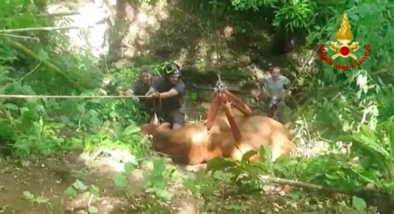 Toro scivola in un dirupo a San Pietro Mussolino: lo recuperano vivo e vegeto i Vigili del Fuoco [VIDEO]