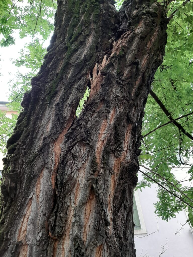 Robinia abbattura a Vicenza