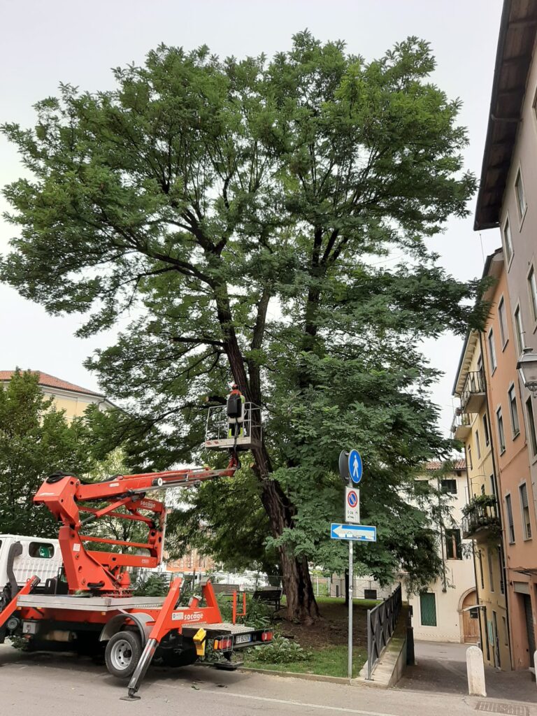 Maltempo, a Vicenza abbattuta una grande robinia