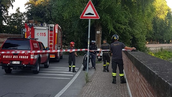 Olmo secolare caduto a Parco Querini, Colombara: “Quali azioni e quali responsabilità?”