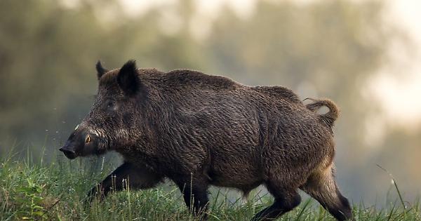 Coldiretti Veneto alla Regione: “contenere” i cinghiali e prevenire la peste suina