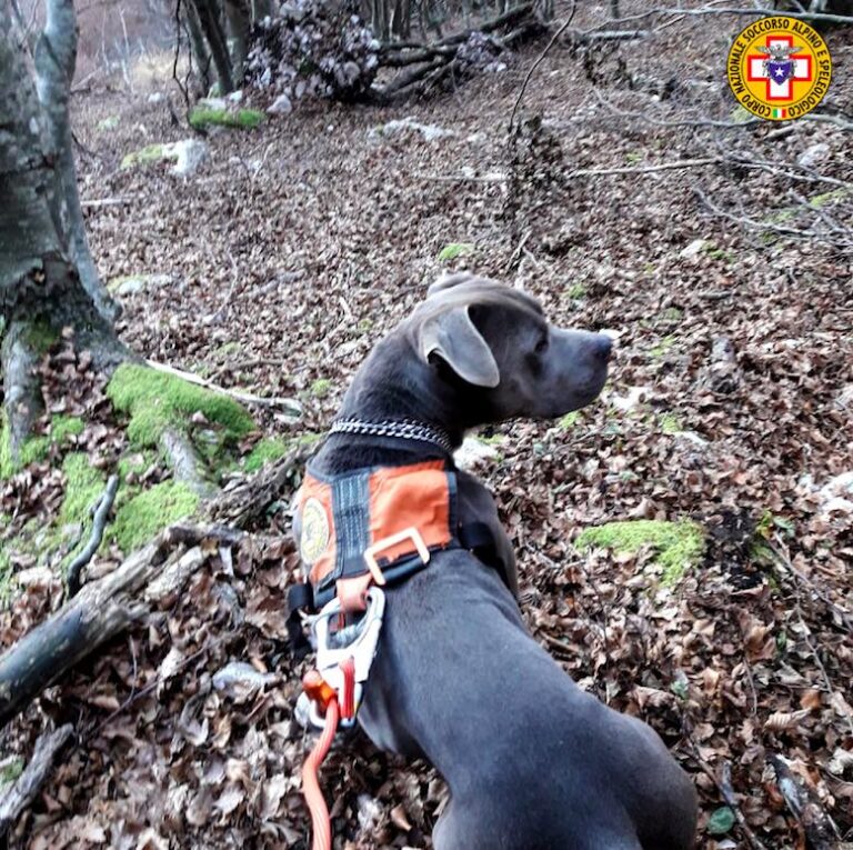 Il Soccorso alpino recupera un cane disperso sopra Podenzoi
