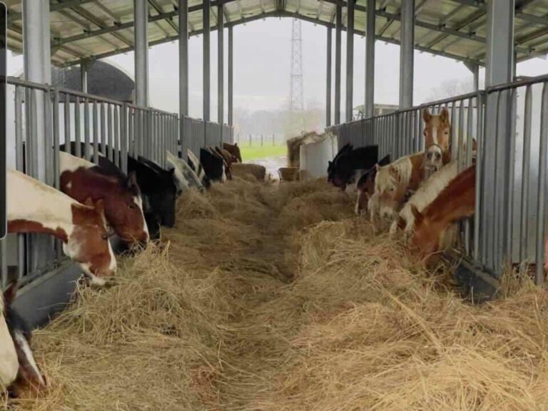 Sant’Antonio Abate – Aumentano gli animali da compagnia ma è crisi negli allevamenti veneti