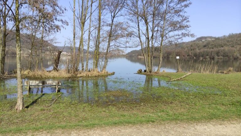 Al lago di Fimon i rospi si sono svegliati e si accoppiano [VIDEO]