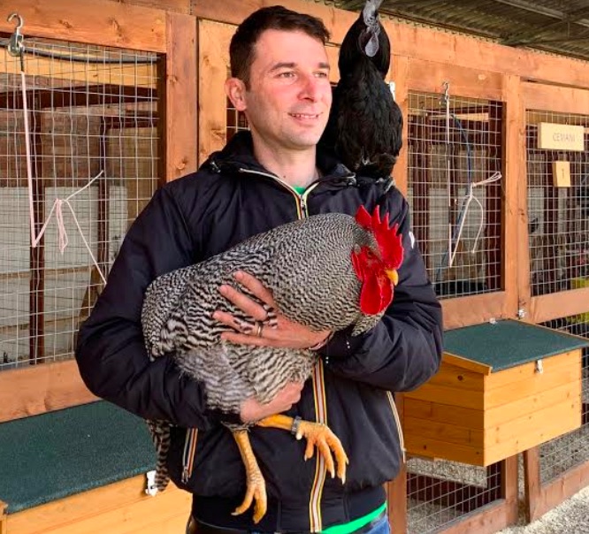 Col Covid aumenta la passione per gli animali e arrivano le galline da compagnia