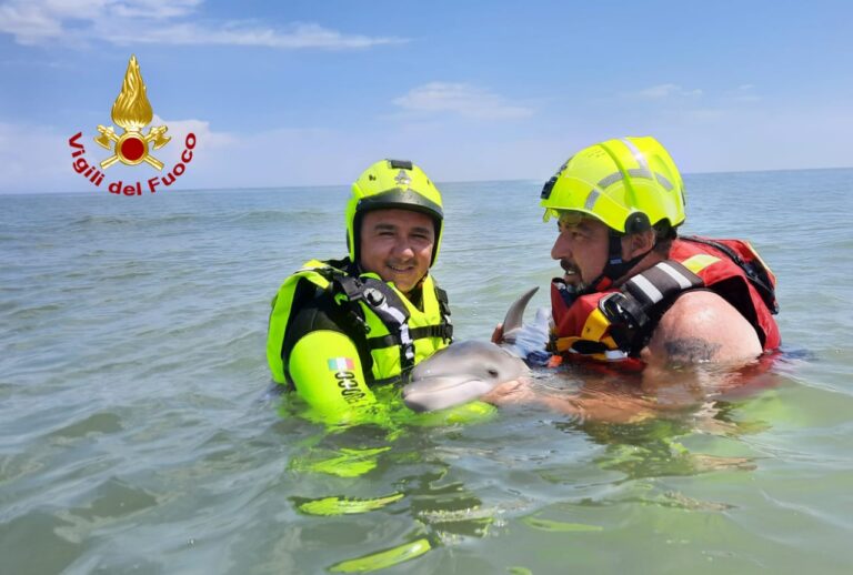 Cucciolo di delfino spiaggiato: tentativo di salvarlo fallito