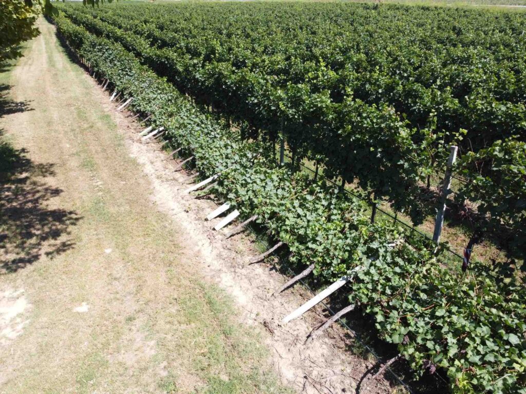 vigneti abbattuti in alta padovana