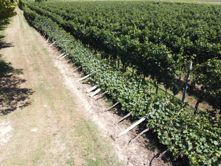 Maltempo – Il vento ha abbattuto vigneti nell’Alta Padovana