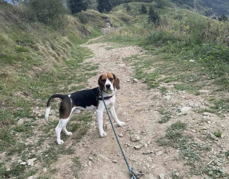 Due beagle inseguono selvatici in montagna: la padrona li cerca, li trova dopo ore ma si perde (coi cani)
