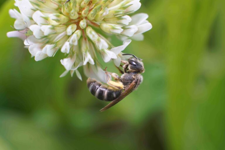 Perché amiamo gli insetti impollinatori? Ce lo spiegano i ricercatori dell’UniPD